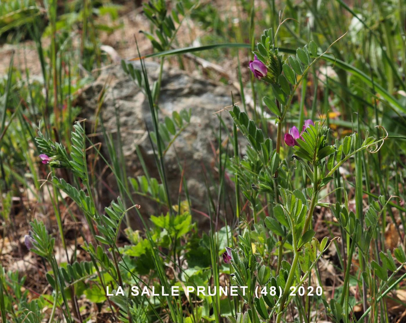 Vetch, Narrow-leaved plant